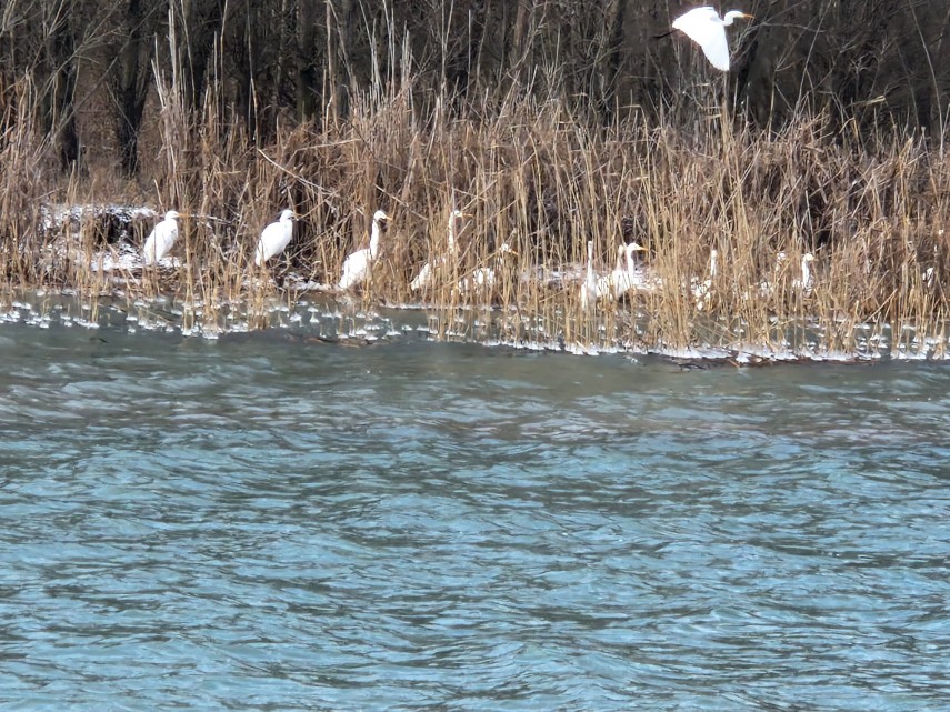 spectacolul naturii in delta dunarii foto video ce specii au fost monitorizate de inspectorii ecologi spectacolul naturii in delta dunarii foto video ce specii au fost monitorizate de inspectorii ecologi