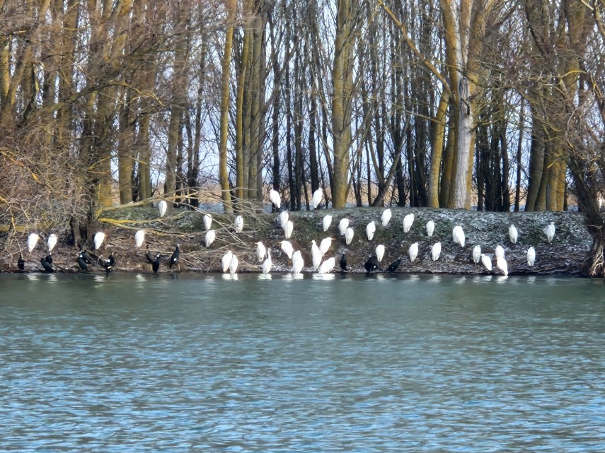 spectacolul naturii in delta dunarii foto video ce specii au fost monitorizate de inspectorii ecologi spectacolul naturii in delta dunarii foto video ce specii au fost monitorizate de inspectorii ecologi