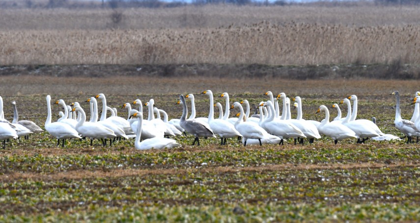 spectacolul naturii in delta dunarii foto video ce specii au fost monitorizate de inspectorii ecologi spectacolul naturii in delta dunarii foto video ce specii au fost monitorizate de inspectorii ecologi