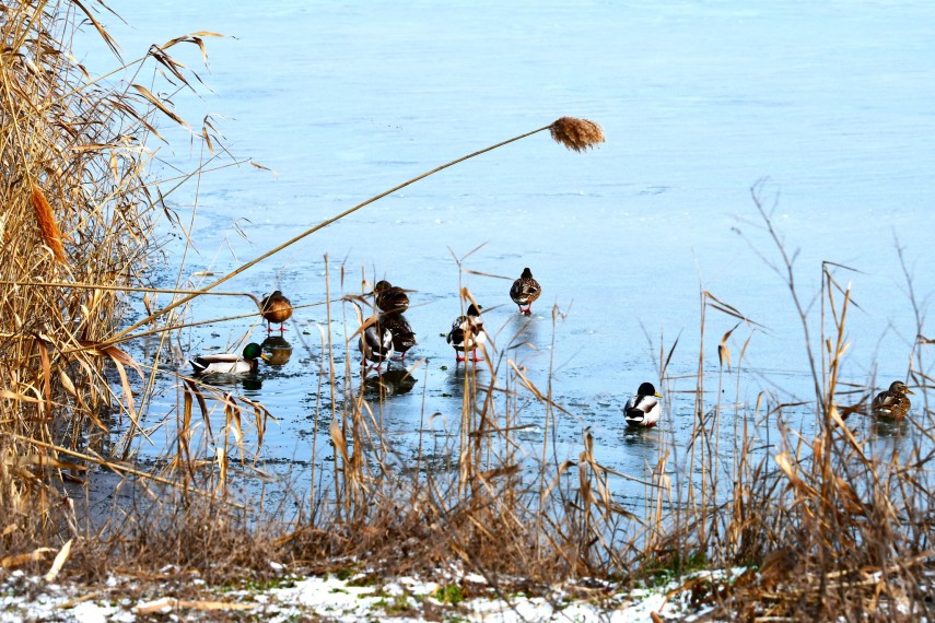 spectacolul naturii in delta dunarii foto video ce specii au fost monitorizate de inspectorii ecologi spectacolul naturii in delta dunarii foto video ce specii au fost monitorizate de inspectorii ecologi