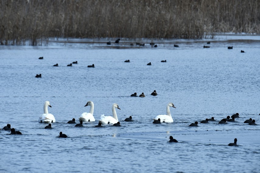 spectacolul naturii in delta dunarii foto video ce specii au fost monitorizate de inspectorii ecologi spectacolul naturii in delta dunarii foto video ce specii au fost monitorizate de inspectorii ecologi