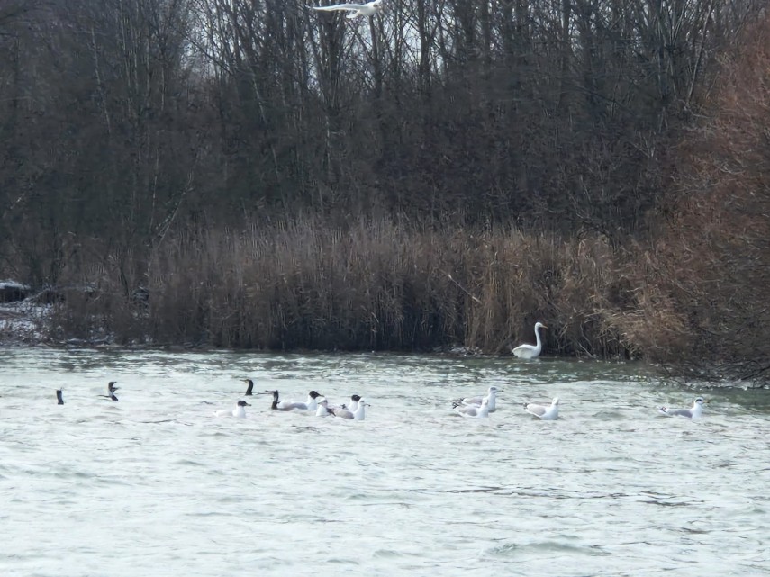 spectacolul naturii in delta dunarii foto video ce specii au fost monitorizate de inspectorii ecologi spectacolul naturii in delta dunarii foto video ce specii au fost monitorizate de inspectorii ecologi