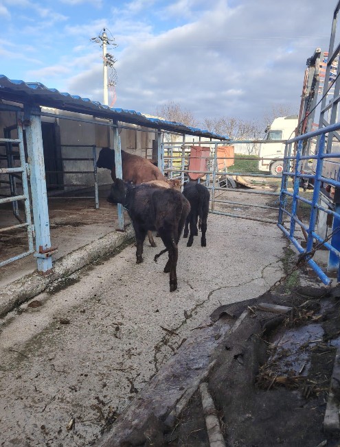 bovine transportate ilegal descoperite in urma unor controale la tulcea foto 927571 bovine transportate ilegal descoperite in urma unor controale la tulcea foto 927571