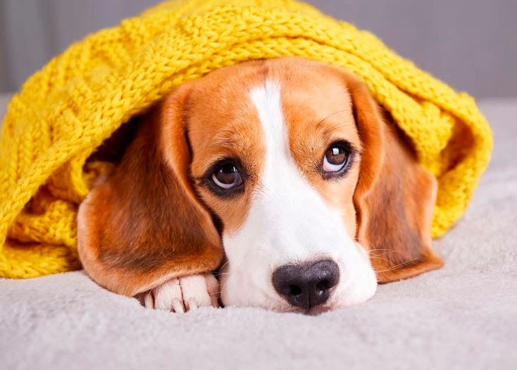 sursa foto: Primăria Constanța