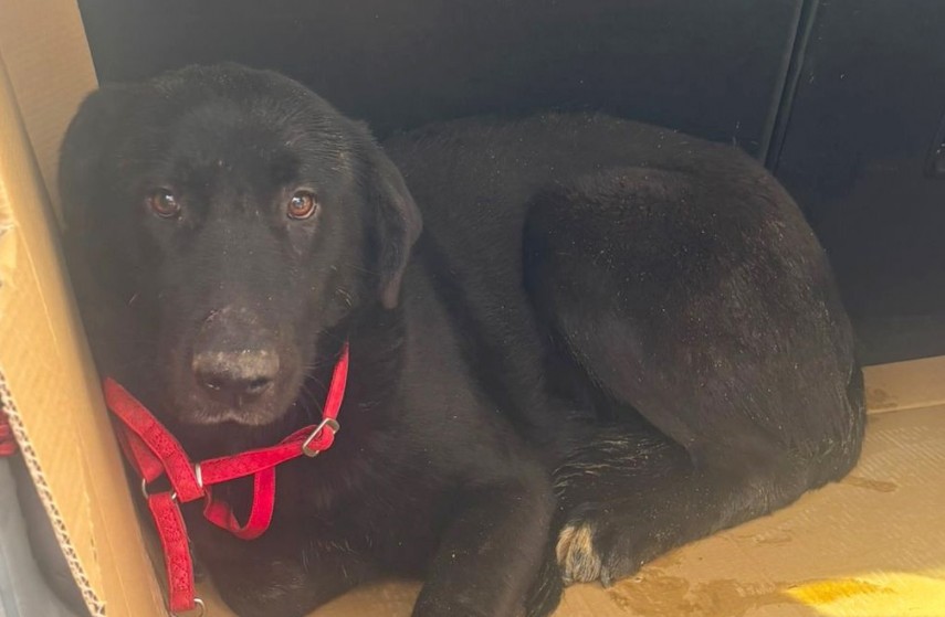 Sursă foto: Primăria Constanța