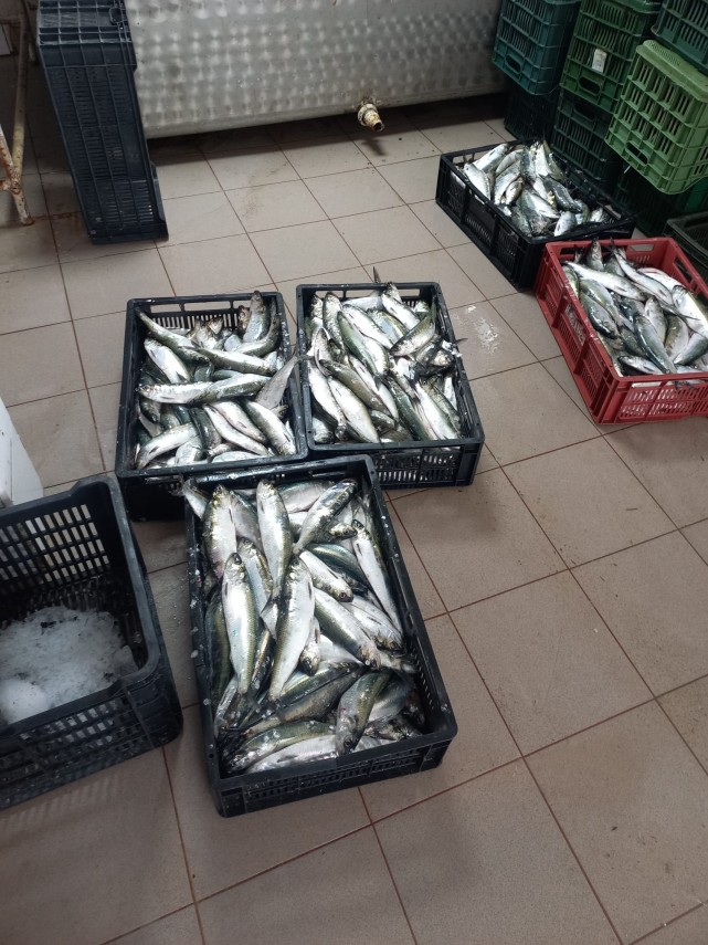 foto actiuni arbdd de verificari la punctele de debarcare si centrele de prima vanzare din rezervatia foto actiuni arbdd de verificari la punctele de debarcare si centrele de prima vanzare din rezervatia