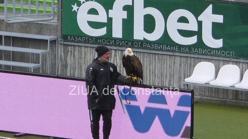 foto video un vultur maiestuos prezenta inedita la meciul ludogoret razgrad farul constanta 932971 foto video un vultur maiestuos prezenta inedita la meciul ludogoret razgrad farul constanta 932971