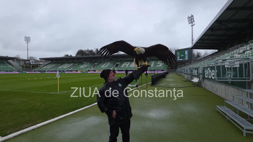 foto video un vultur maiestuos prezenta inedita la meciul ludogoret razgrad farul constanta 932971 foto video un vultur maiestuos prezenta inedita la meciul ludogoret razgrad farul constanta 932971