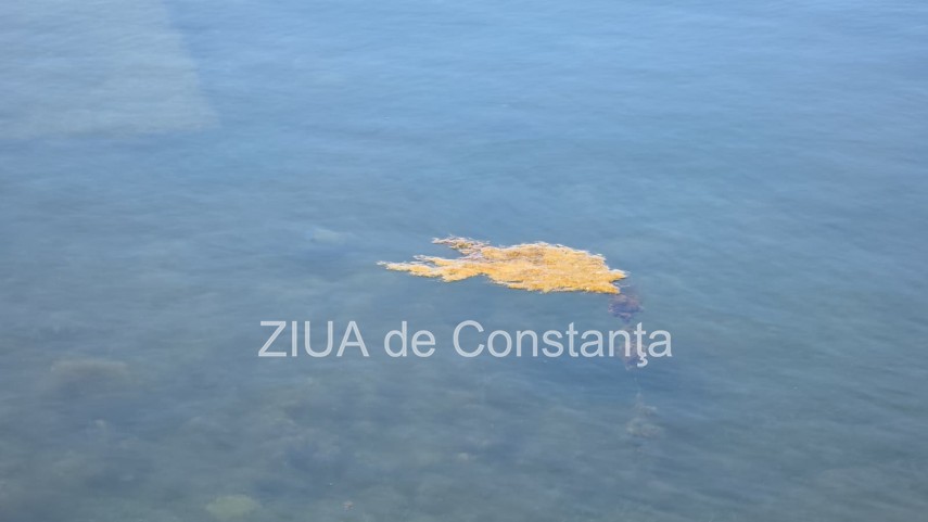 stiri constanta foto video poluare in portul turistic tomis apa insalubra chiar langa terase 934982 stiri constanta foto video poluare in portul turistic tomis apa insalubra chiar langa terase 934982