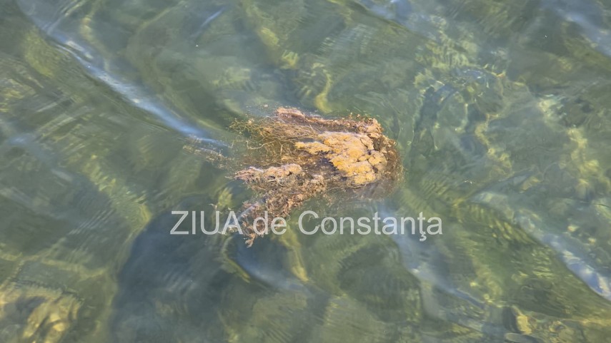 stiri constanta foto video poluare in portul turistic tomis apa insalubra chiar langa terase 934982 stiri constanta foto video poluare in portul turistic tomis apa insalubra chiar langa terase 934982