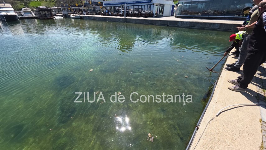 stiri constanta foto video poluare in portul turistic tomis apa insalubra chiar langa terase 934982 stiri constanta foto video poluare in portul turistic tomis apa insalubra chiar langa terase 934982