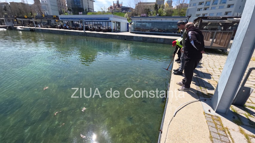stiri constanta foto video poluare in portul turistic tomis apa insalubra chiar langa terase 934982 stiri constanta foto video poluare in portul turistic tomis apa insalubra chiar langa terase 934982