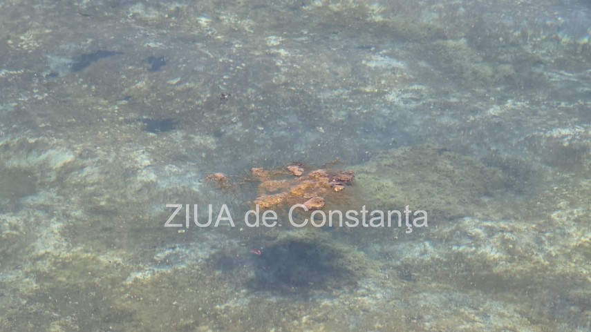 stiri constanta foto video poluare in portul turistic tomis apa insalubra chiar langa terase 934982 stiri constanta foto video poluare in portul turistic tomis apa insalubra chiar langa terase 934982