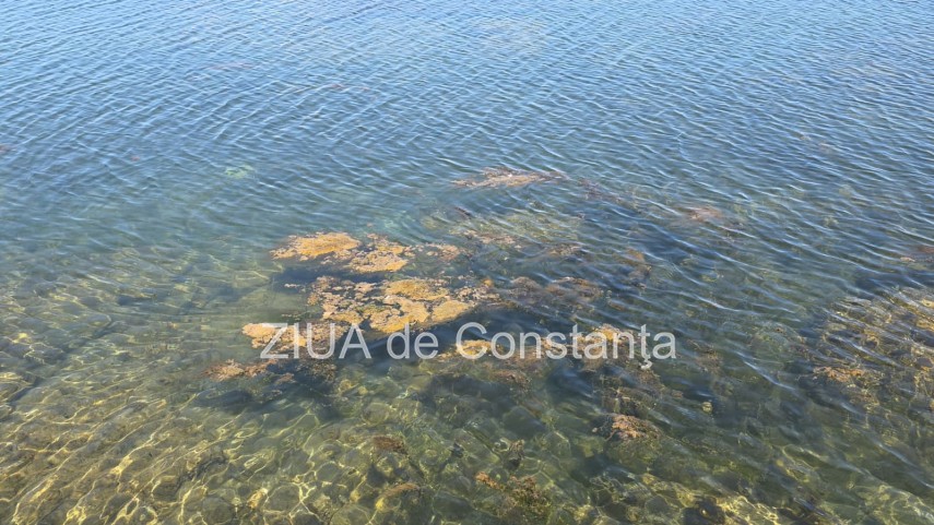 stiri constanta foto video poluare in portul turistic tomis apa insalubra chiar langa terase 934982 stiri constanta foto video poluare in portul turistic tomis apa insalubra chiar langa terase 934982