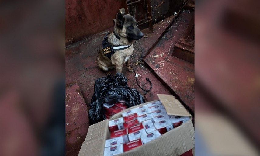 peste 6 000 de pachete de tigari fara timbru fiscal descoperite in portul constanta foto 939931 peste 6 000 de pachete de tigari fara timbru fiscal descoperite in portul constanta foto 939931