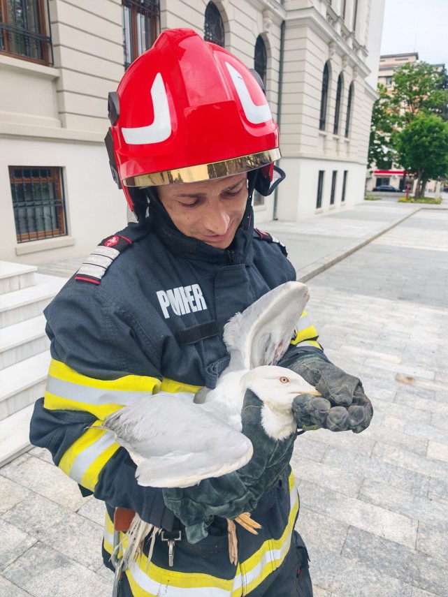 misiune inedita la suceava foto pompierii au salvat un pescarus ranit de pe acoperisul palatului administrativ misiune inedita la suceava foto pompierii au salvat un pescarus ranit de pe acoperisul palatului administrativ