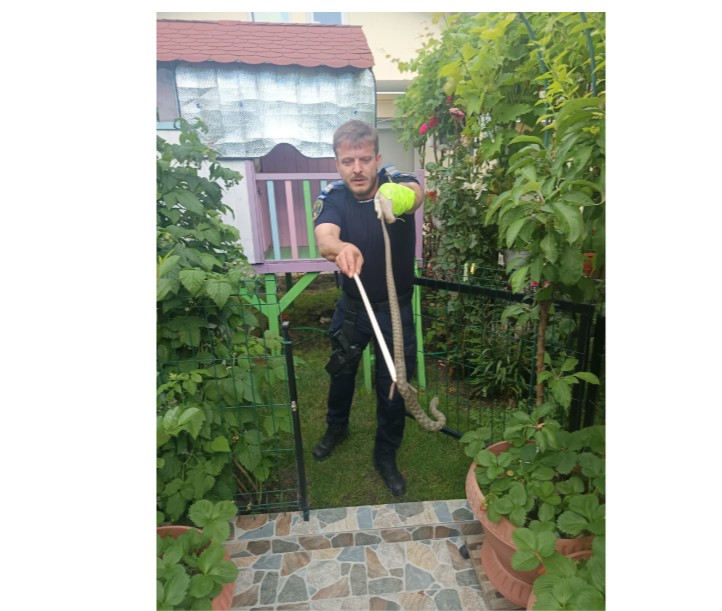 foto jandarmii au intervenit dupa aparitia unui sarpe intr o gospodarie din navodari 941634 foto jandarmii au intervenit dupa aparitia unui sarpe intr o gospodarie din navodari 941634