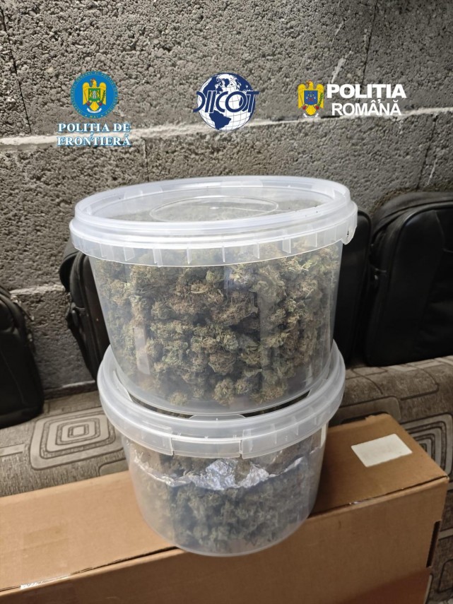 foto video ciuperci halucinogene si cannabis aduse prin curier procurorii cer arestarea preventiva a foto video ciuperci halucinogene si cannabis aduse prin curier procurorii cer arestarea preventiva a