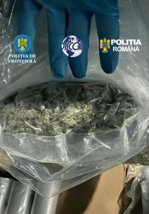 foto video ciuperci halucinogene si cannabis aduse prin curier procurorii cer arestarea preventiva a foto video ciuperci halucinogene si cannabis aduse prin curier procurorii cer arestarea preventiva a
