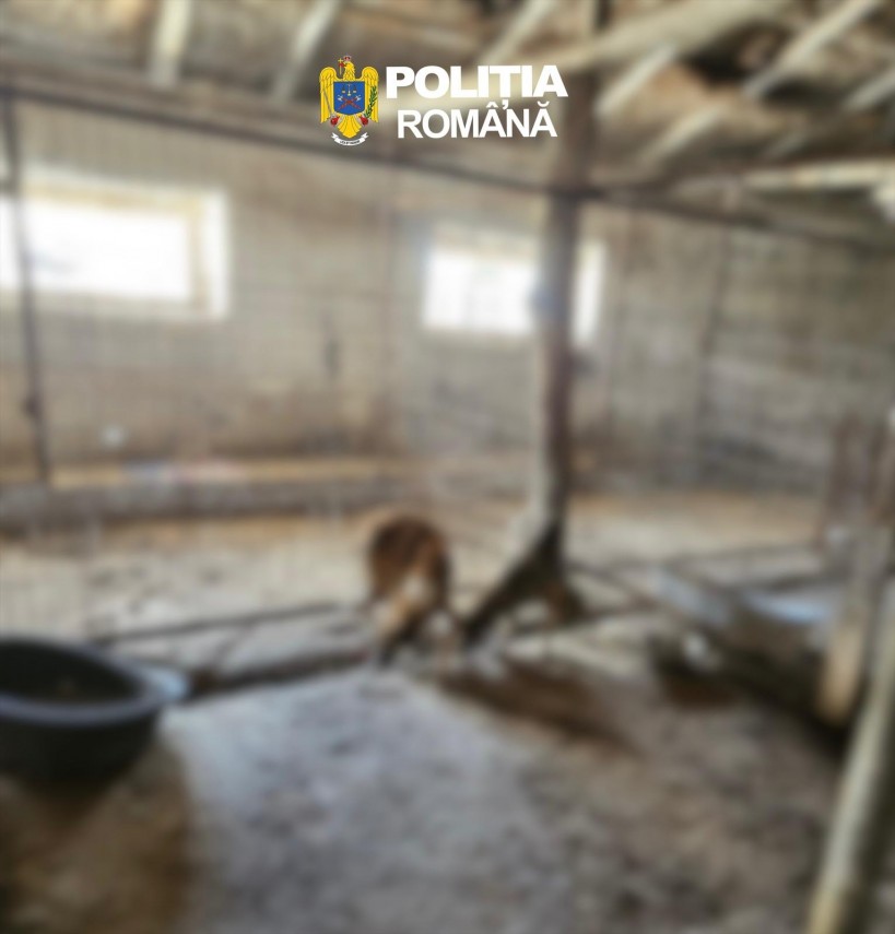 foto salvati din mizerie zeci de caini vor ajunge in grija asociatiilor de protectie a animalelor din foto salvati din mizerie zeci de caini vor ajunge in grija asociatiilor de protectie a animalelor din
