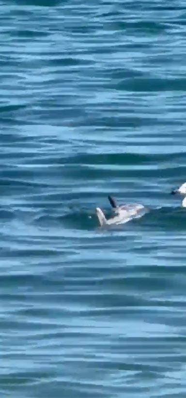 stiri constanta foto video un delfin a fost gasit esuat in zona zoom beach 943003 stiri constanta foto video un delfin a fost gasit esuat in zona zoom beach 943003