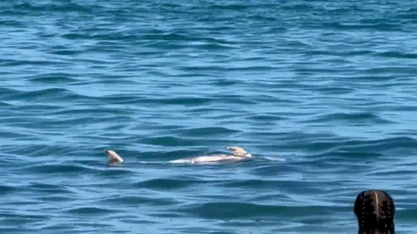 stiri constanta foto video un delfin a fost gasit esuat in zona zoom beach 943003 stiri constanta foto video un delfin a fost gasit esuat in zona zoom beach 943003