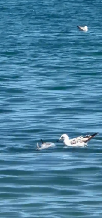 stiri constanta foto video un delfin a fost gasit esuat in zona zoom beach 943003 stiri constanta foto video un delfin a fost gasit esuat in zona zoom beach 943003