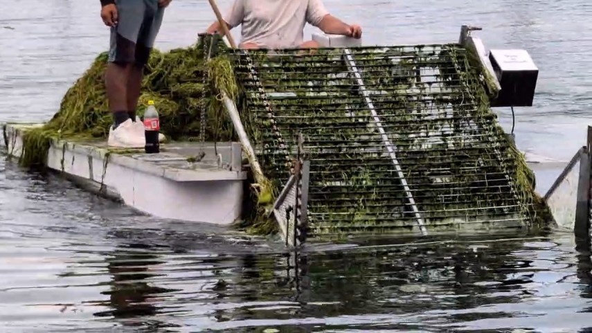 foto video cantitati importante de alge s au acumulat in ultimele zile in zona portului tomis din constanta foto video cantitati importante de alge s au acumulat in ultimele zile in zona portului tomis din constanta