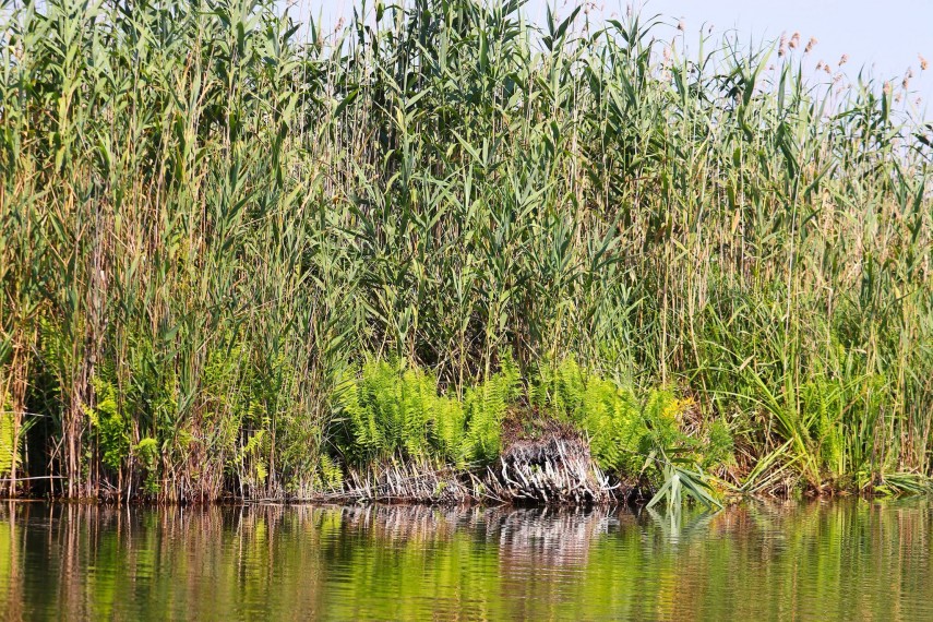 fotoreportaj vara transforma delta dunarii intr un adevarat spectacol al naturii 945654 fotoreportaj vara transforma delta dunarii intr un adevarat spectacol al naturii 945654