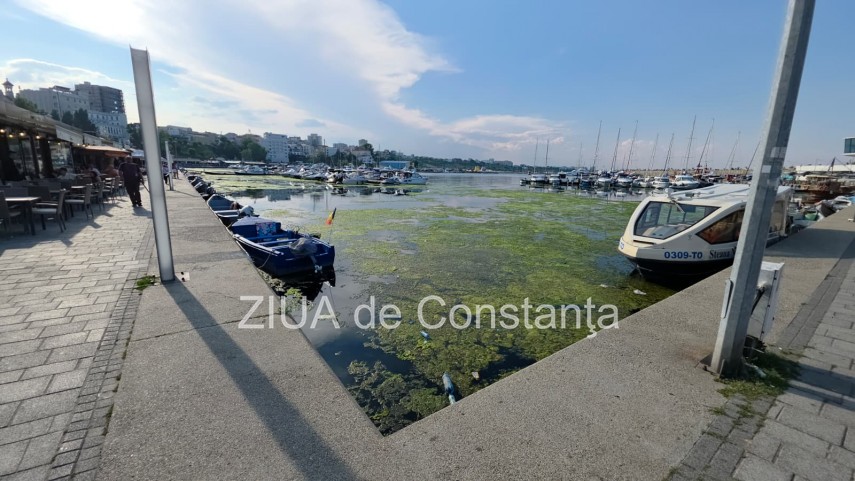 stiri constanta foto video imagini din portul tomis stratul de alge verzi a atras atentia trecatorilor stiri constanta foto video imagini din portul tomis stratul de alge verzi a atras atentia trecatorilor