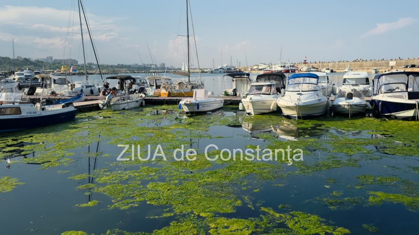 stiri constanta foto video imagini din portul tomis stratul de alge verzi a atras atentia trecatorilor stiri constanta foto video imagini din portul tomis stratul de alge verzi a atras atentia trecatorilor