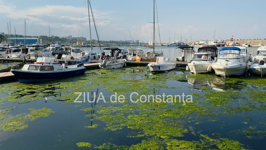 stiri constanta foto video imagini din portul tomis stratul de alge verzi a atras atentia trecatorilor stiri constanta foto video imagini din portul tomis stratul de alge verzi a atras atentia trecatorilor
