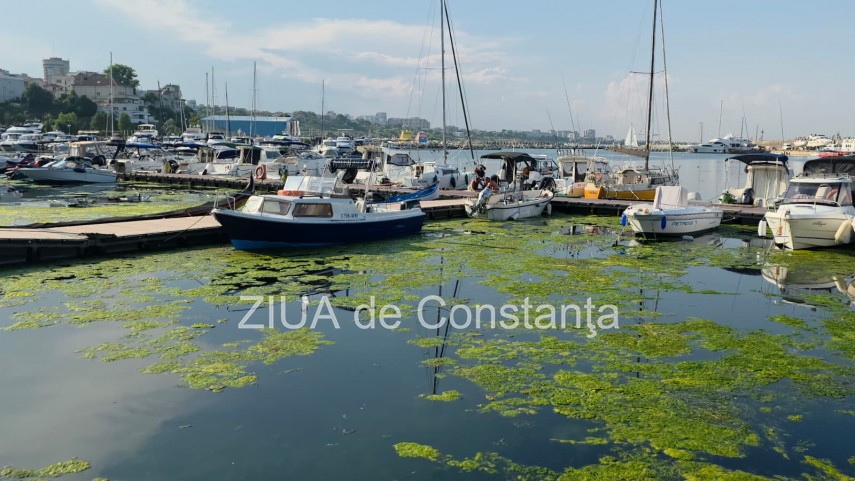 stiri constanta foto video imagini din portul tomis stratul de alge verzi a atras atentia trecatorilor stiri constanta foto video imagini din portul tomis stratul de alge verzi a atras atentia trecatorilor