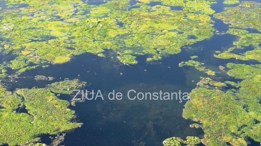 stiri constanta foto video imagini din portul tomis stratul de alge verzi a atras atentia trecatorilor stiri constanta foto video imagini din portul tomis stratul de alge verzi a atras atentia trecatorilor