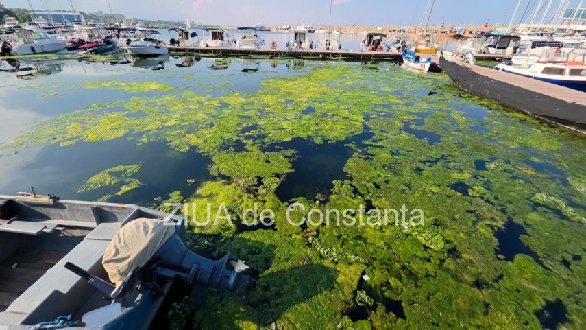 stiri constanta foto video imagini din portul tomis stratul de alge verzi a atras atentia trecatorilor stiri constanta foto video imagini din portul tomis stratul de alge verzi a atras atentia trecatorilor