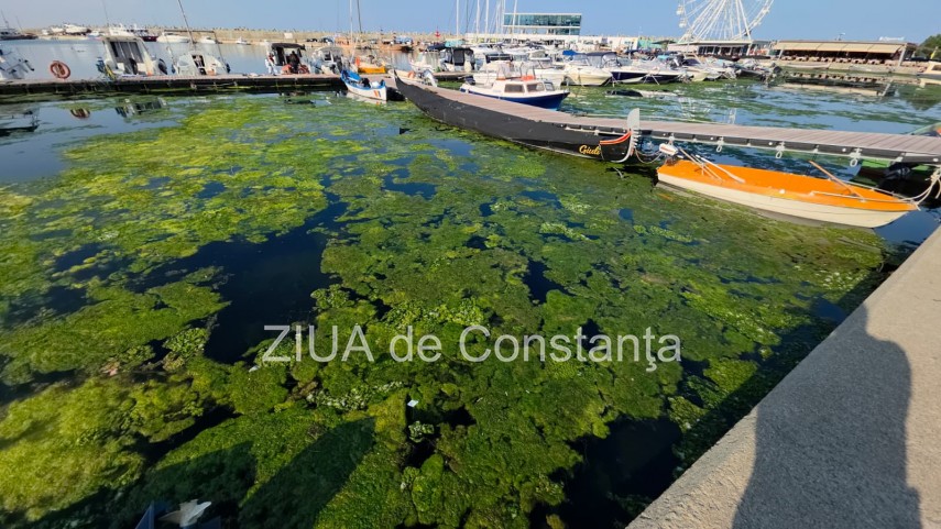 stiri constanta foto video imagini din portul tomis stratul de alge verzi a atras atentia trecatorilor stiri constanta foto video imagini din portul tomis stratul de alge verzi a atras atentia trecatorilor