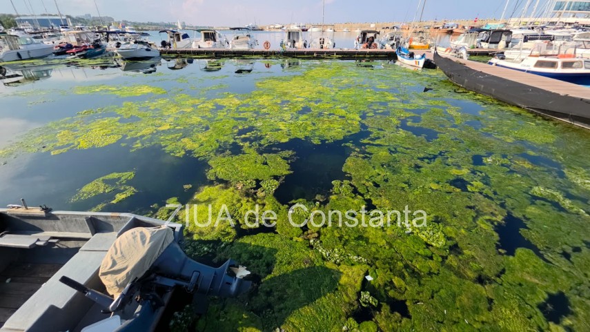 stiri constanta foto video imagini din portul tomis stratul de alge verzi a atras atentia trecatorilor stiri constanta foto video imagini din portul tomis stratul de alge verzi a atras atentia trecatorilor