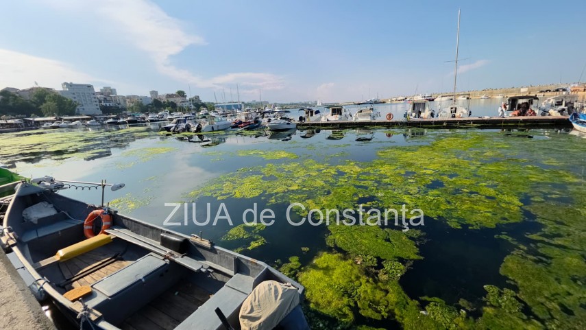stiri constanta foto video imagini din portul tomis stratul de alge verzi a atras atentia trecatorilor stiri constanta foto video imagini din portul tomis stratul de alge verzi a atras atentia trecatorilor