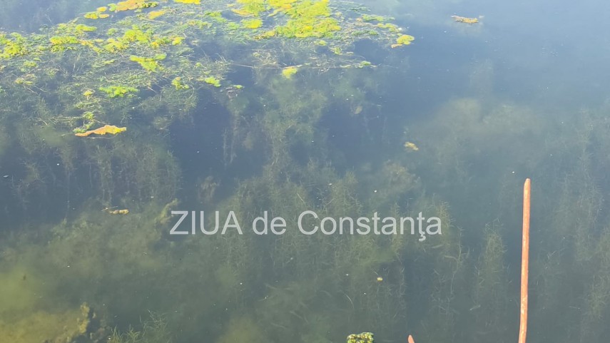 stiri constanta foto video imagini din portul tomis stratul de alge verzi a atras atentia trecatorilor stiri constanta foto video imagini din portul tomis stratul de alge verzi a atras atentia trecatorilor