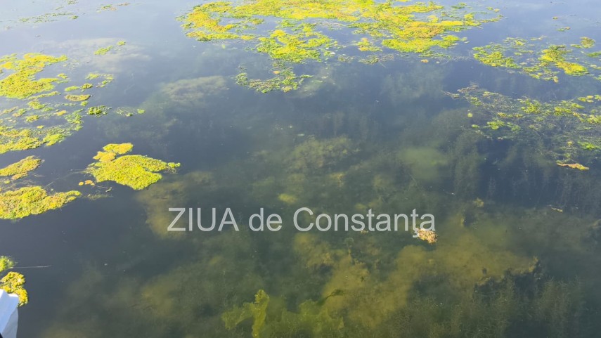 stiri constanta foto video imagini din portul tomis stratul de alge verzi a atras atentia trecatorilor stiri constanta foto video imagini din portul tomis stratul de alge verzi a atras atentia trecatorilor