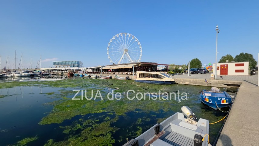 stiri constanta foto video imagini din portul tomis stratul de alge verzi a atras atentia trecatorilor stiri constanta foto video imagini din portul tomis stratul de alge verzi a atras atentia trecatorilor