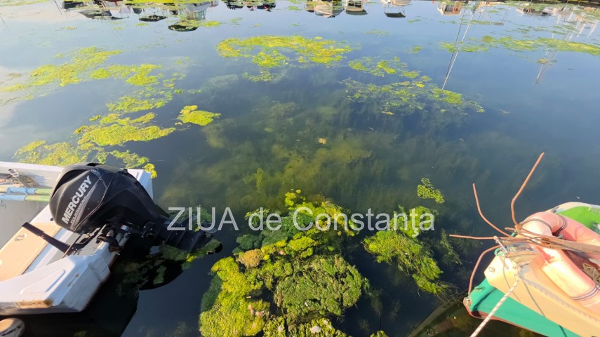 stiri constanta foto video imagini din portul tomis stratul de alge verzi a atras atentia trecatorilor stiri constanta foto video imagini din portul tomis stratul de alge verzi a atras atentia trecatorilor