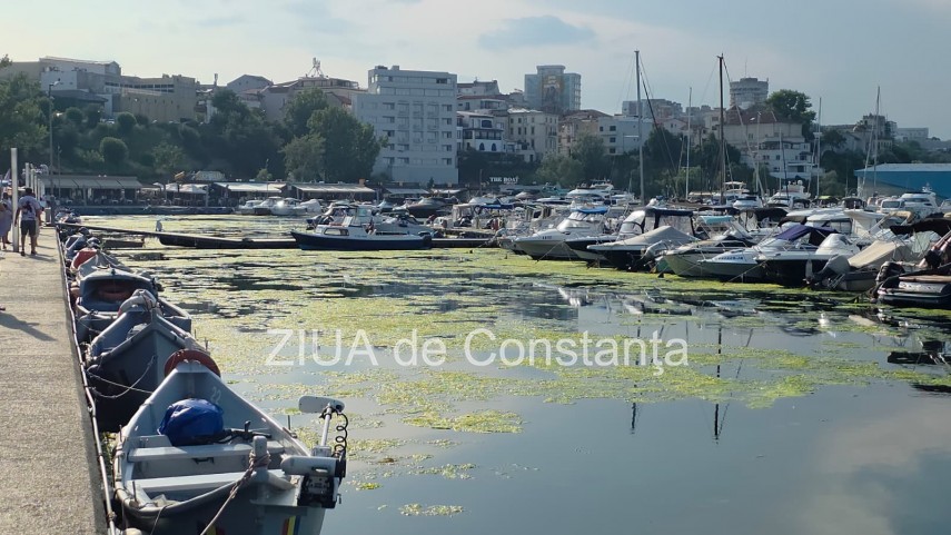 stiri constanta foto video imagini din portul tomis stratul de alge verzi a atras atentia trecatorilor stiri constanta foto video imagini din portul tomis stratul de alge verzi a atras atentia trecatorilor