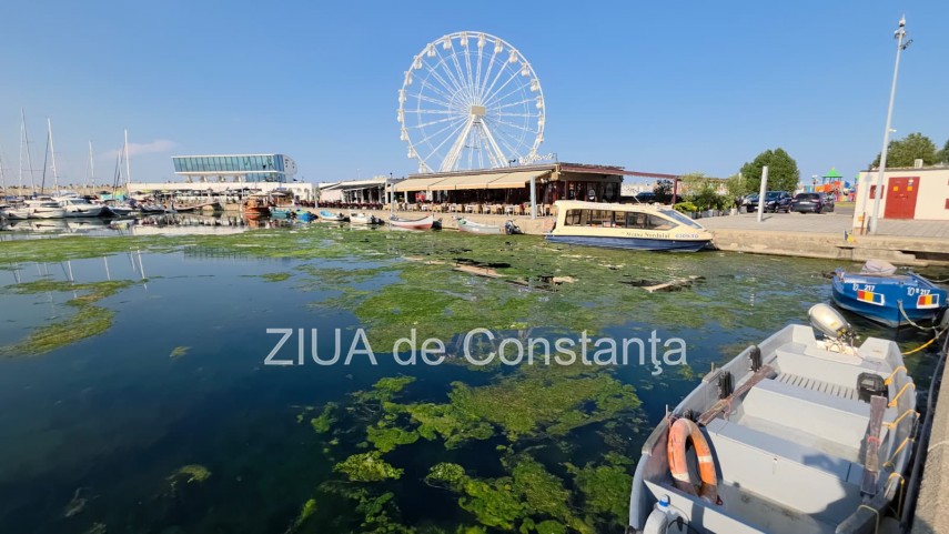 stiri constanta foto video imagini din portul tomis stratul de alge verzi a atras atentia trecatorilor stiri constanta foto video imagini din portul tomis stratul de alge verzi a atras atentia trecatorilor