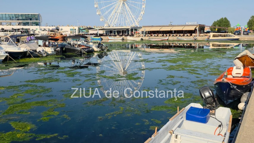 stiri constanta foto video imagini din portul tomis stratul de alge verzi a atras atentia trecatorilor stiri constanta foto video imagini din portul tomis stratul de alge verzi a atras atentia trecatorilor