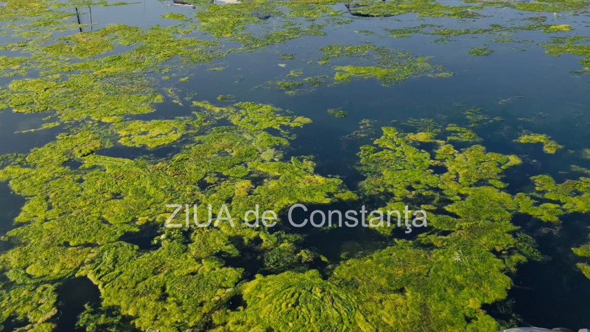 stiri constanta foto video imagini din portul tomis stratul de alge verzi a atras atentia trecatorilor stiri constanta foto video imagini din portul tomis stratul de alge verzi a atras atentia trecatorilor