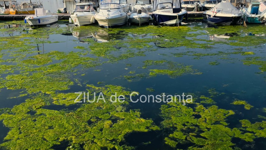 stiri constanta foto video imagini din portul tomis stratul de alge verzi a atras atentia trecatorilor stiri constanta foto video imagini din portul tomis stratul de alge verzi a atras atentia trecatorilor