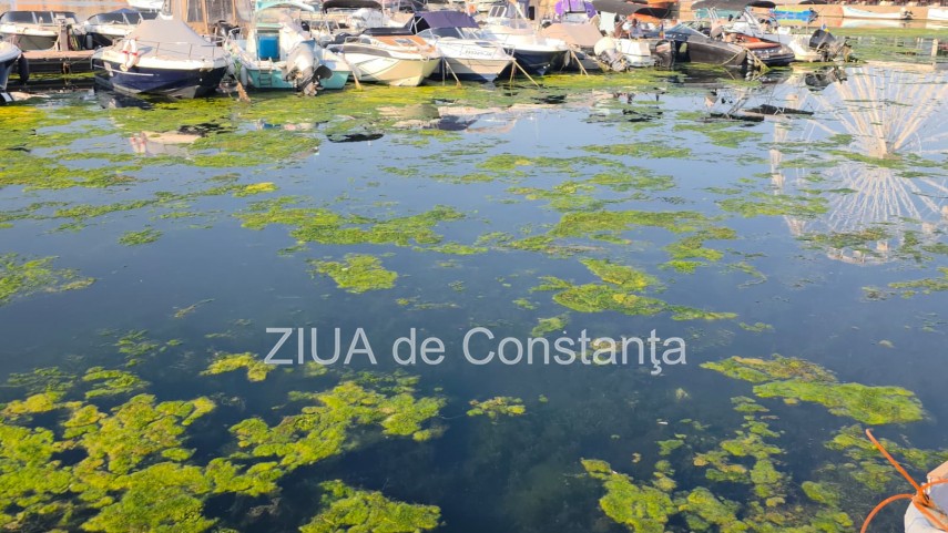 stiri constanta foto video imagini din portul tomis stratul de alge verzi a atras atentia trecatorilor stiri constanta foto video imagini din portul tomis stratul de alge verzi a atras atentia trecatorilor