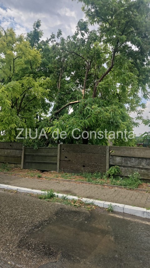 stiri constanta acoperis smuls de vant si copaci pusi la pamant in murfatlar in urma codului portocaliu stiri constanta acoperis smuls de vant si copaci pusi la pamant in murfatlar in urma codului portocaliu