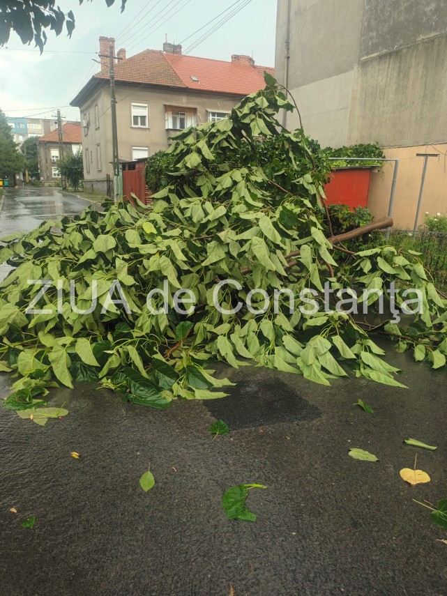 stiri constanta acoperis smuls de vant si copaci pusi la pamant in murfatlar in urma codului portocaliu stiri constanta acoperis smuls de vant si copaci pusi la pamant in murfatlar in urma codului portocaliu
